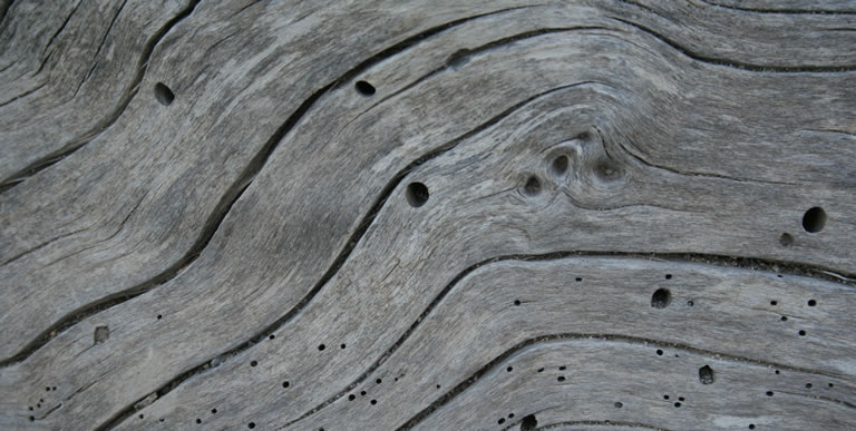 Antitarlo: un grande alleato per il nostro legno - IRIDE vernici